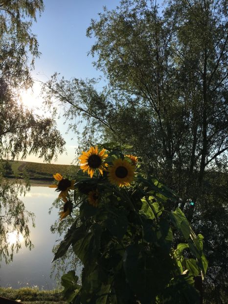  - Flori la balta 2017