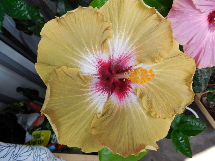  - Tahitian Dusky Star