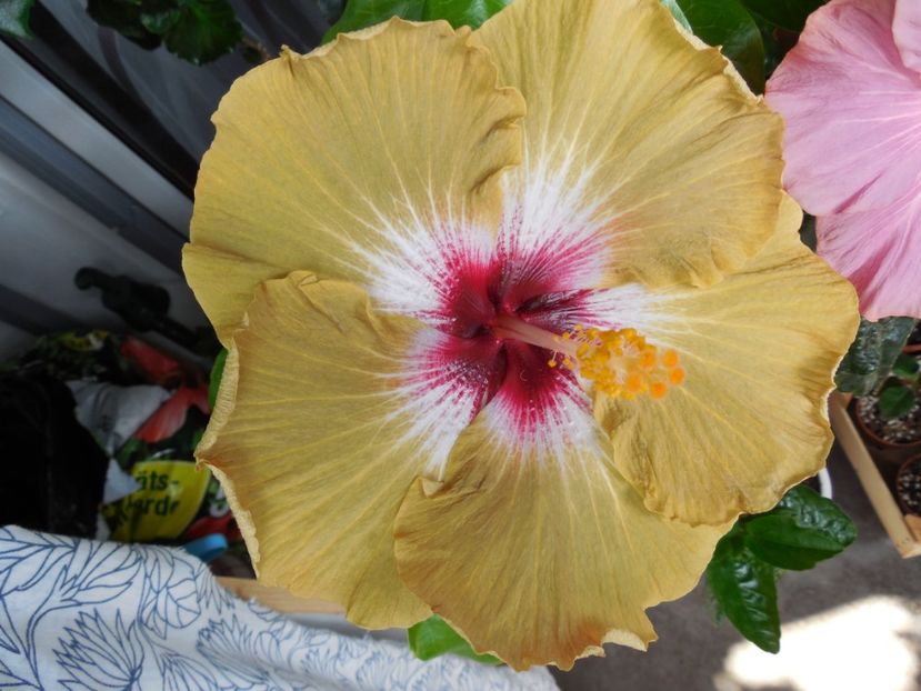  - Tahitian Dusky Star