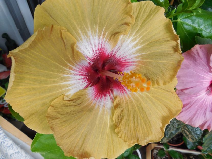  - Tahitian Dusky Star