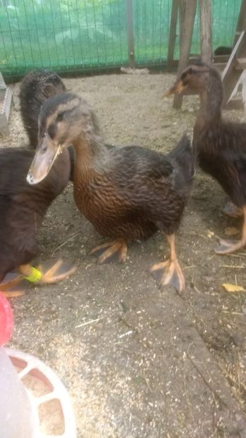  - RATA DE ROUEN tineret 2017