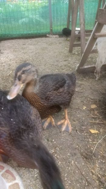  - RATA DE ROUEN tineret 2017