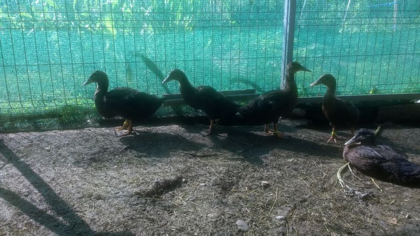  - RATA DE ROUEN tineret 2017