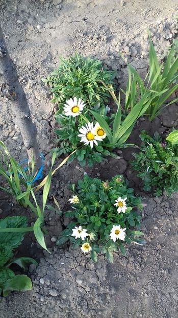  - Gradina mea iulie 2017
