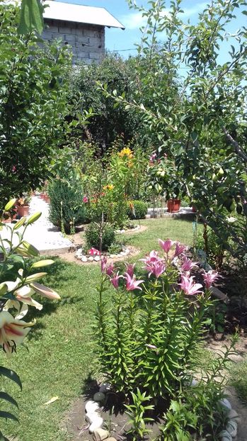  - Gradina mea iulie 2017