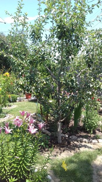  - Gradina mea iulie 2017