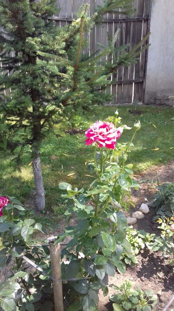  - Gradina mea iulie 2017