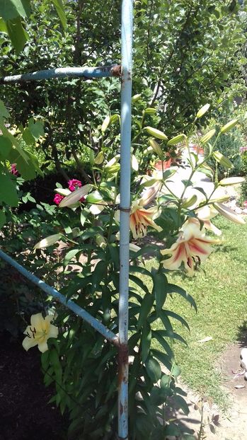  - Gradina mea iulie 2017