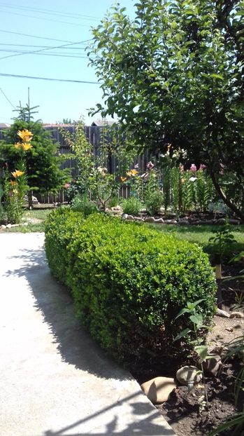  - Gradina mea iulie 2017