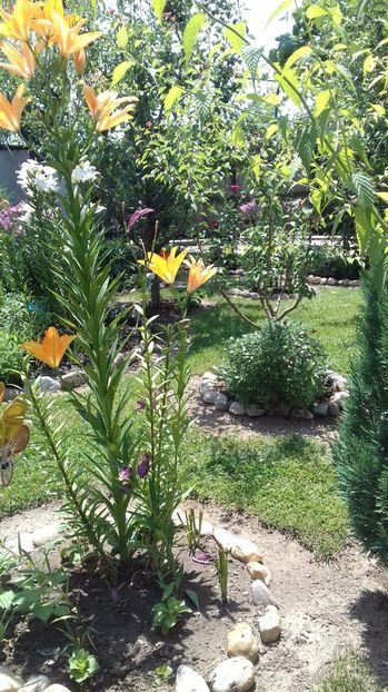  - Gradina mea iulie 2017