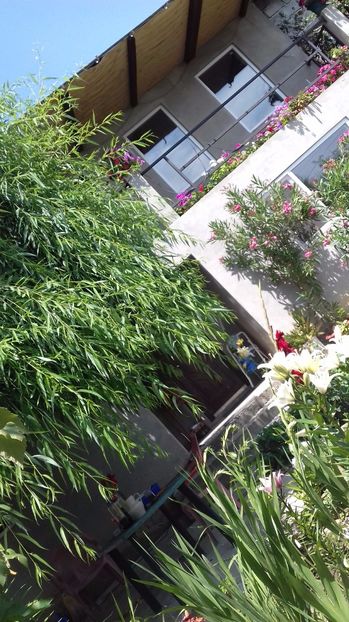  - Gradina mea iulie 2017