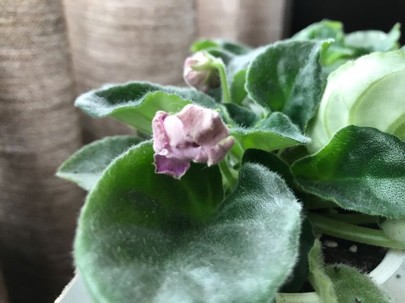 06.07.2017 - RS-Manuela