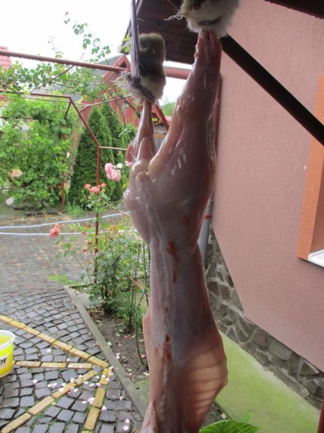 3 luni !!! - SACRIFICARI