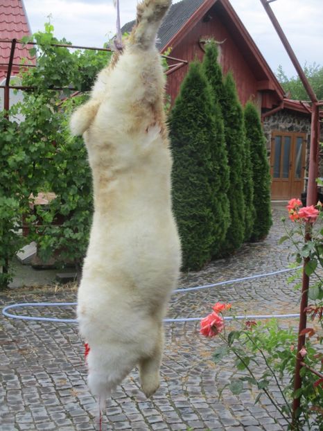 9 luni !!! - SACRIFICARI