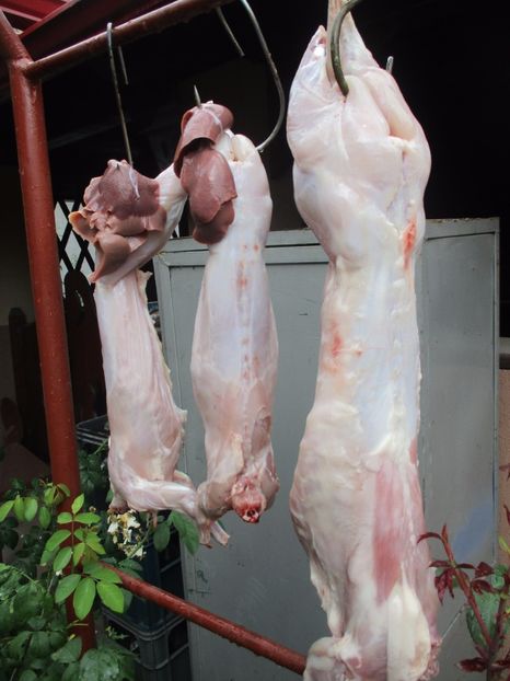 B.G.la 3 luni si NEO la 9 luni - SACRIFICARI