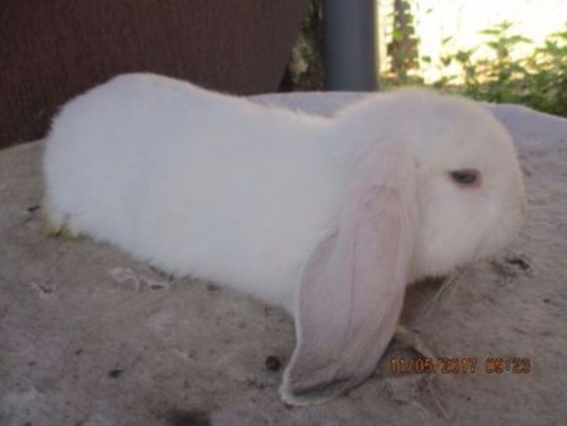 masc.B.G. sacrif. la 3 luni !! - X ARHIVA IEPURI CE AM AVUT