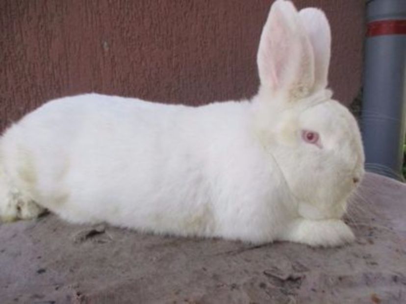 fem. NEO 9 luni - X ARHIVA IEPURI CE AM AVUT