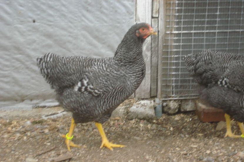  - PUI - TINERET 2017 - SERIA 1