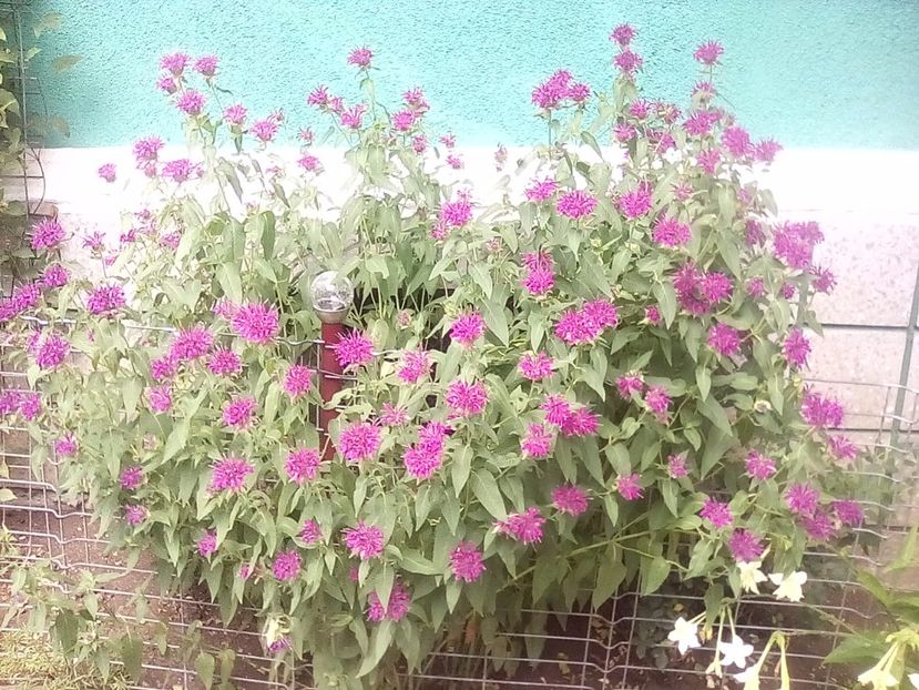 h=1,4m - Monarda didyma