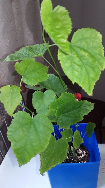 20170706_114107[1] - Abutiloni