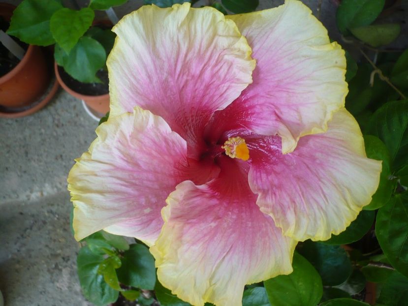 06.07.2017 - HIBISCUSI 2017-2