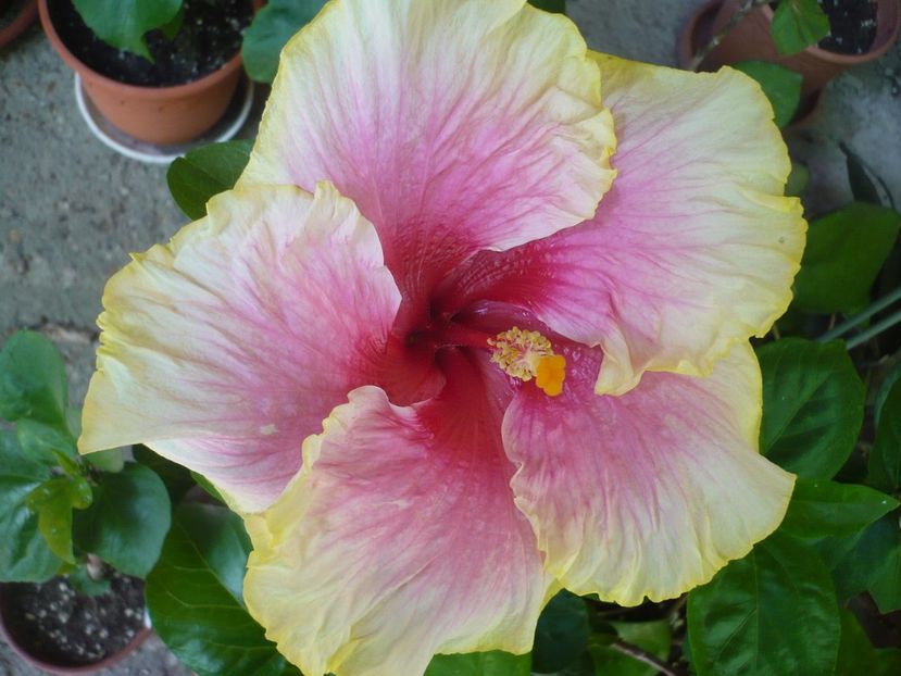 P1330499 - HIBISCUSI 2017-2