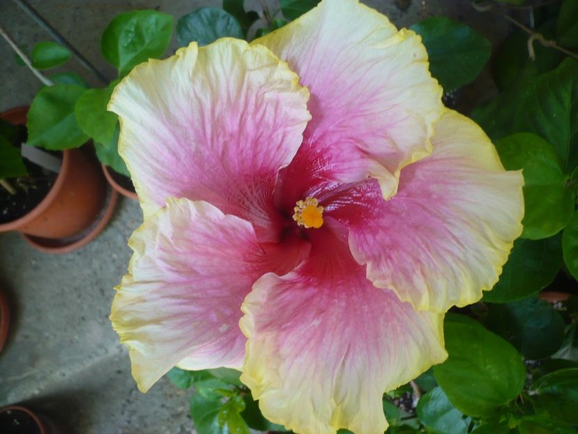 P1330500 - HIBISCUSI 2017-2