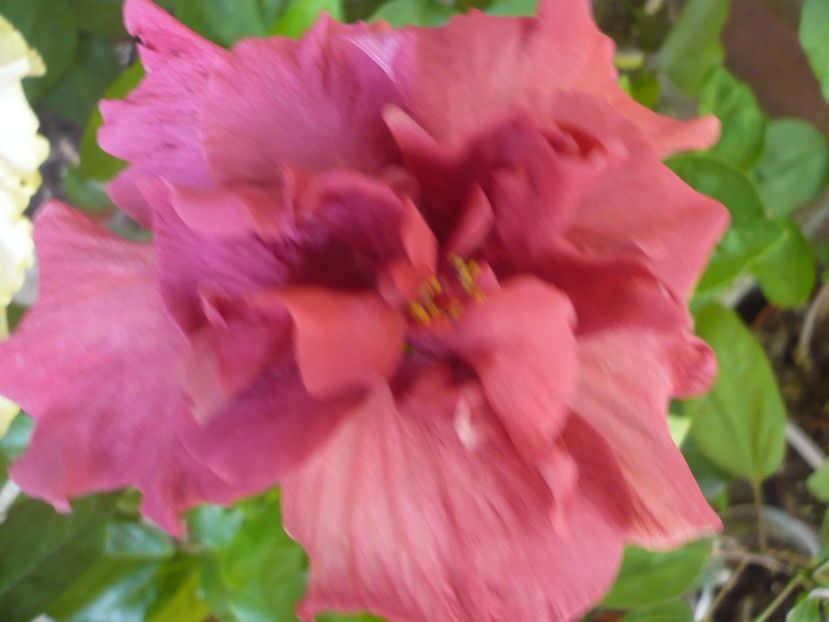 P1330503 - HIBISCUSI 2017-2