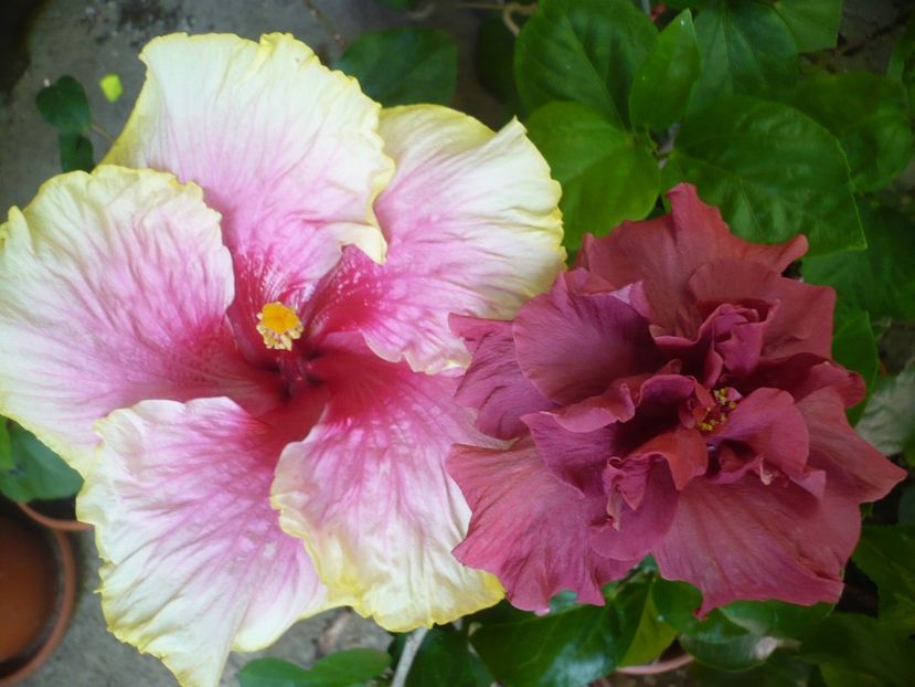 P1330504 - HIBISCUSI 2017-2