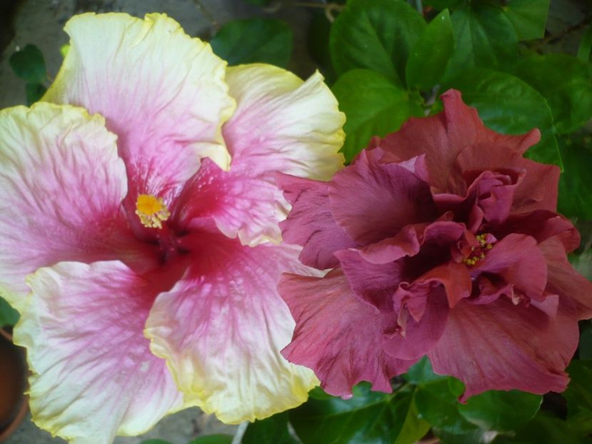 P1330505 - HIBISCUSI 2017-2