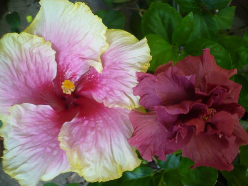 P1330506 - HIBISCUSI 2017-2