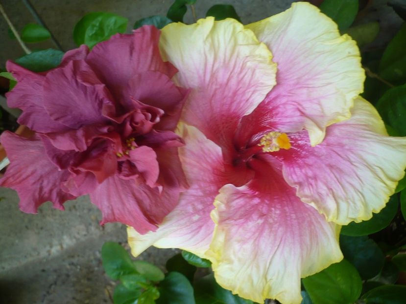 P1330508 - HIBISCUSI 2017-2