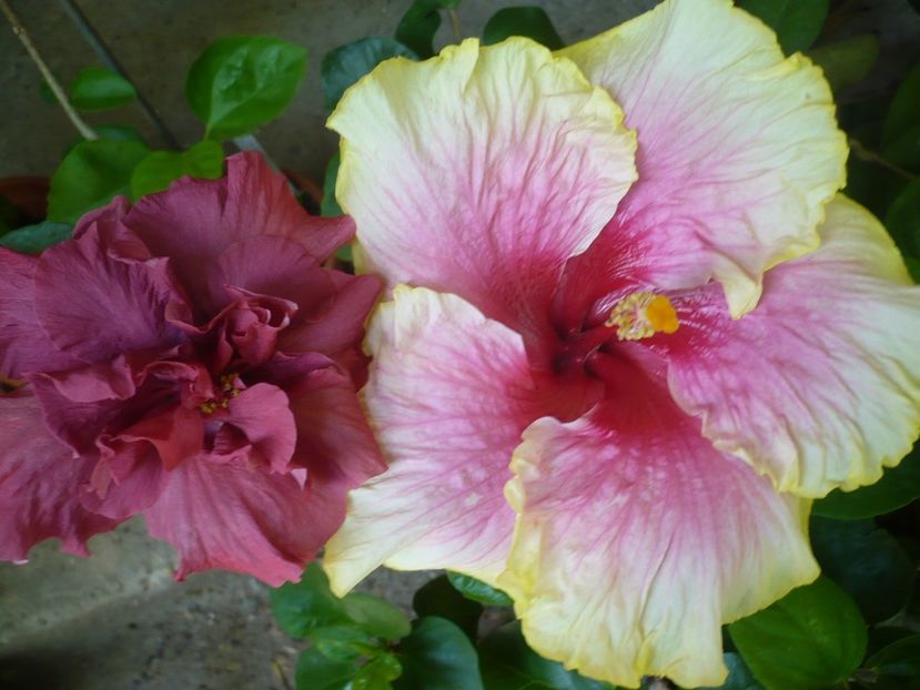 P1330510 - HIBISCUSI 2017-2