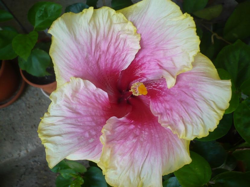 P1330511 - HIBISCUSI 2017-2