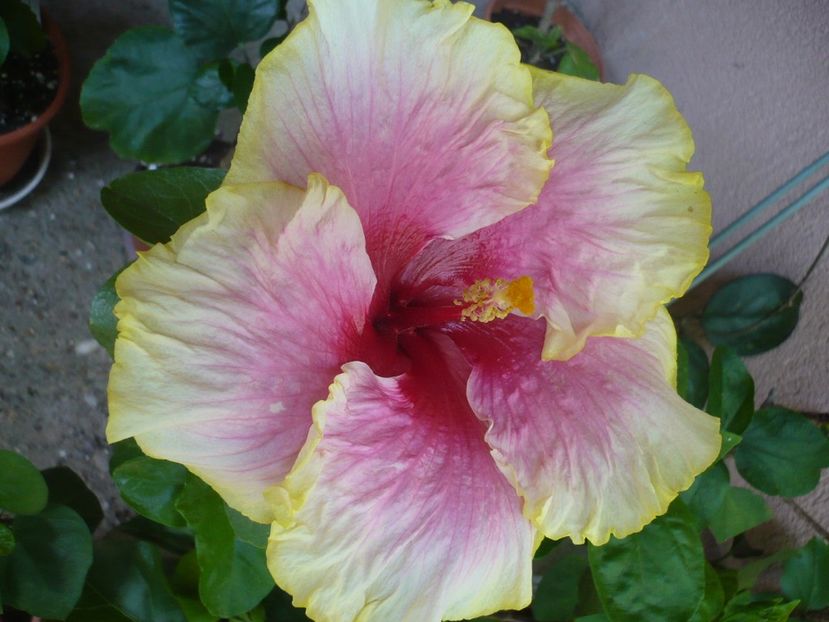 P1330513 - HIBISCUSI 2017-2