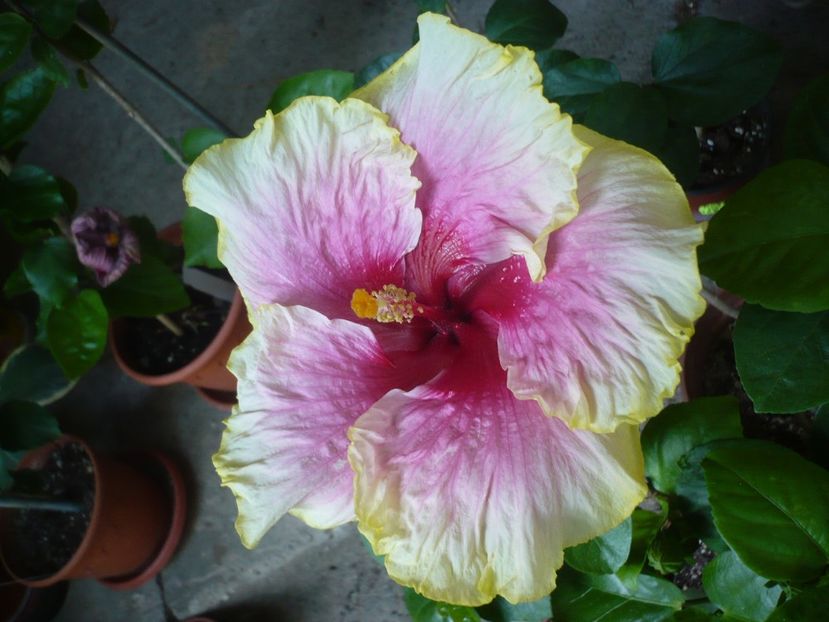 P1330514 - HIBISCUSI 2017-2