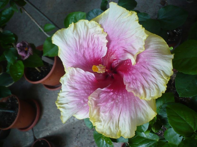 P1330515 - HIBISCUSI 2017-2