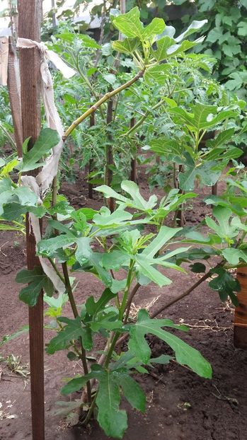 Smochin d-nul Nicu Sv - Smochini la Sv