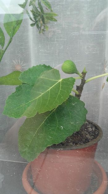 Smochin Napoletano - Smochini la Sv