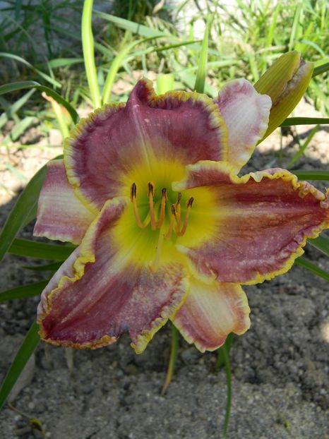 Cape breton - Hemerocallis 2017