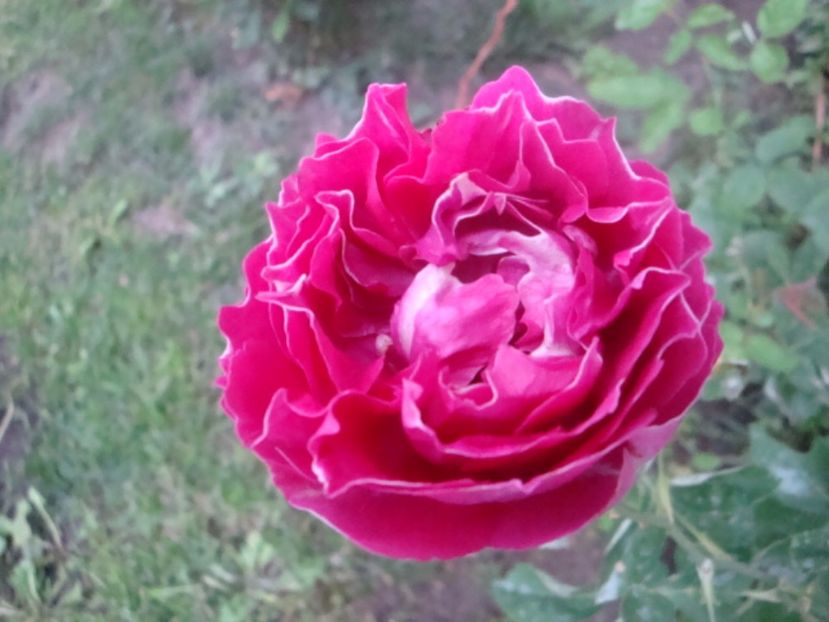  - Baron Girod de L Ain