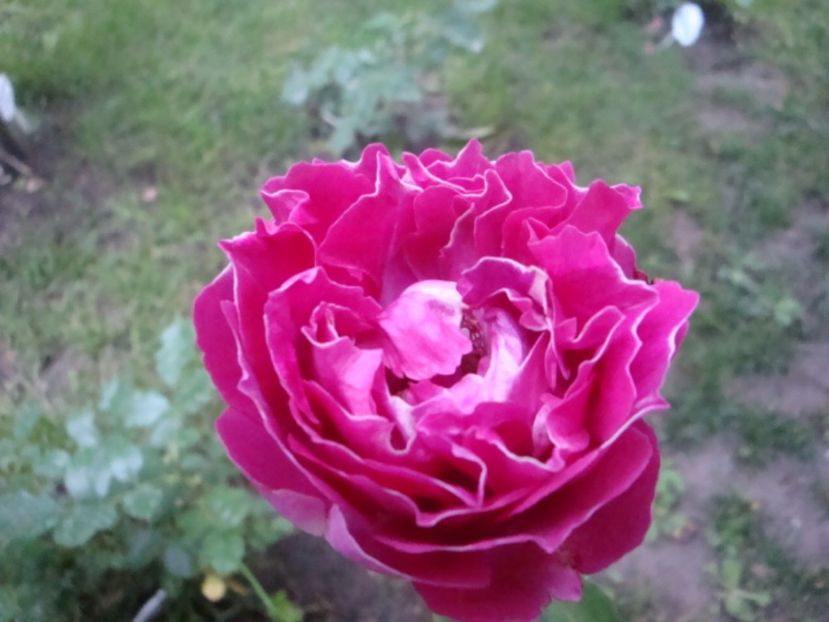  - Baron Girod de L Ain