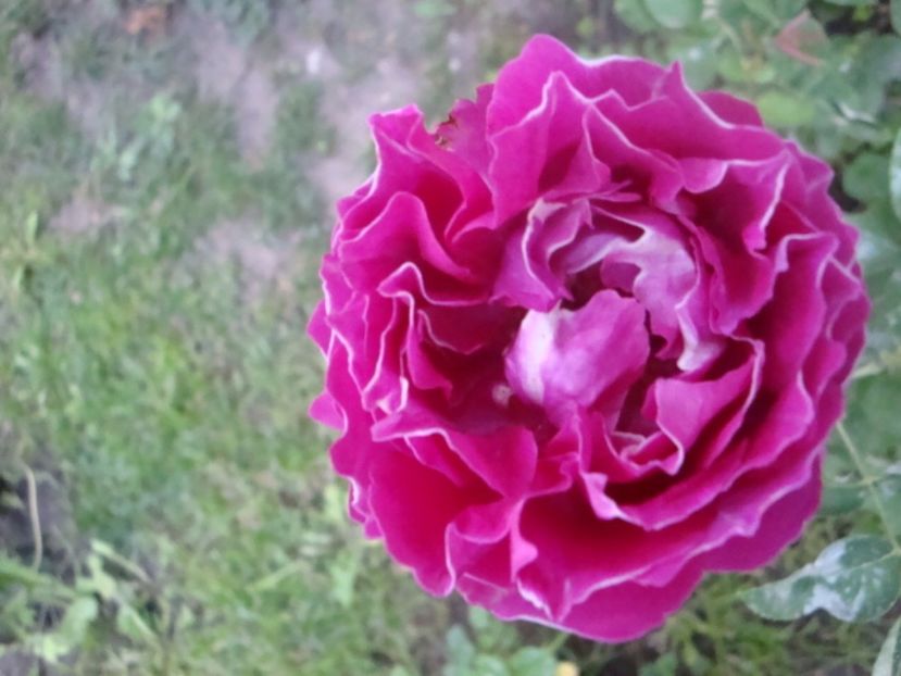  - Baron Girod de L Ain