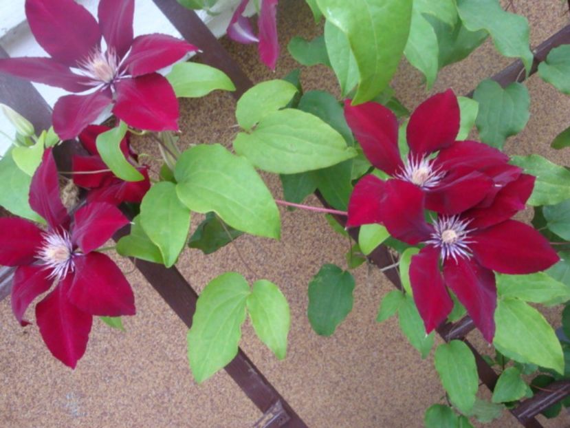  - Clematite