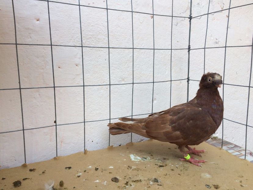 9008  femelă  2017_1 - pui 2017 BM