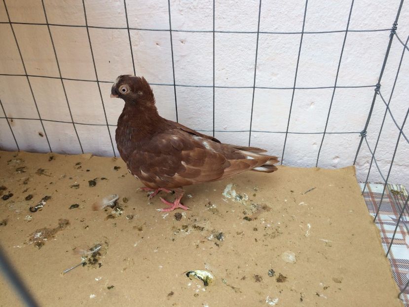 9008  femelă  2017_2 - pui 2017 BM