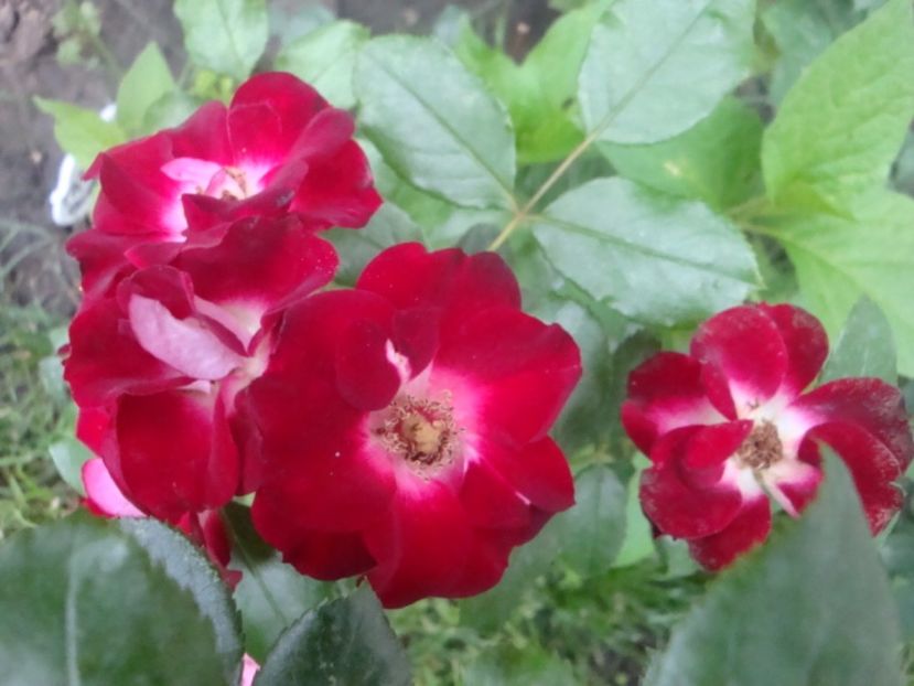  - Patrick Poivre d Arvor