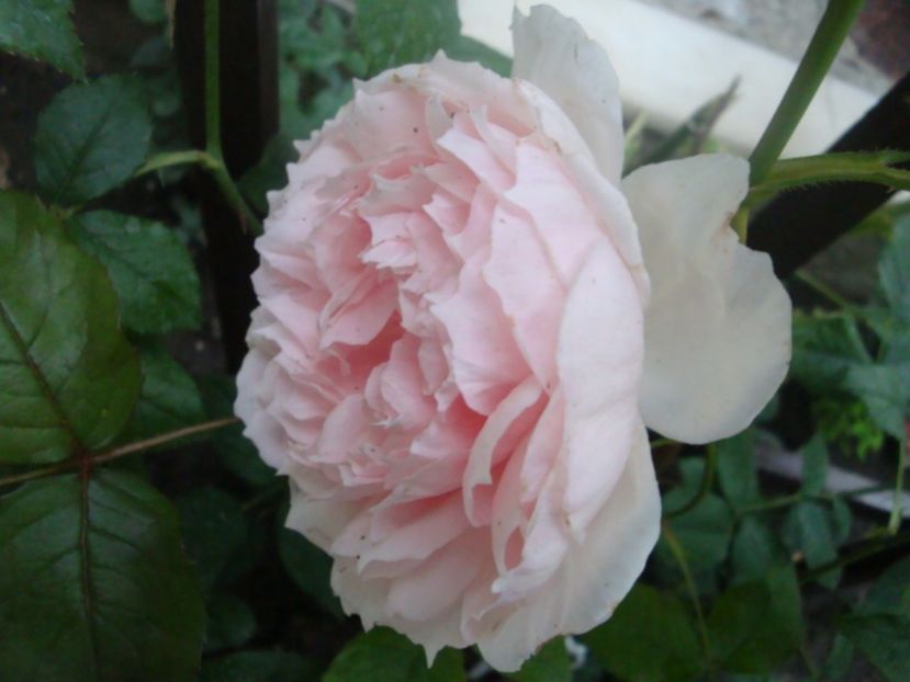  - The Wedgewood Rose