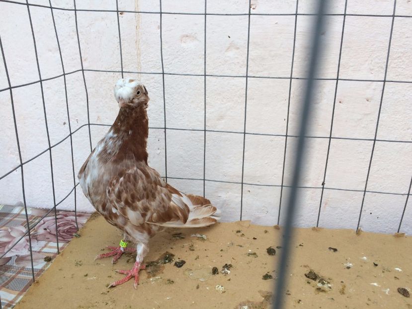 9007  femelă  2017_1 - pui 2017 BM