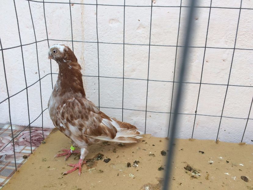 9007  femelă  2017_2 - pui 2017 BM